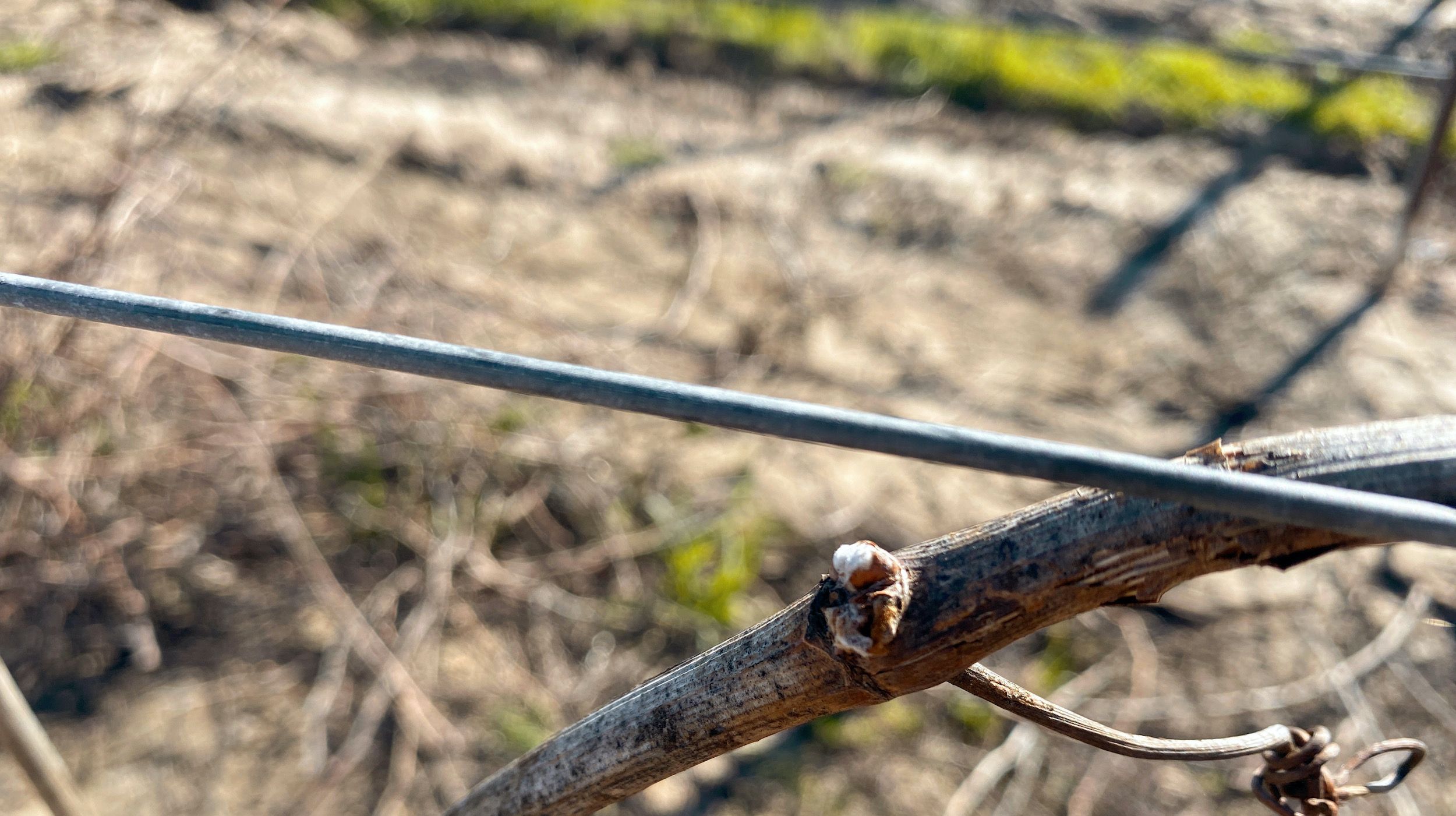 Early sign of bud break about to begin at Cass Winery in Paso Robles, California